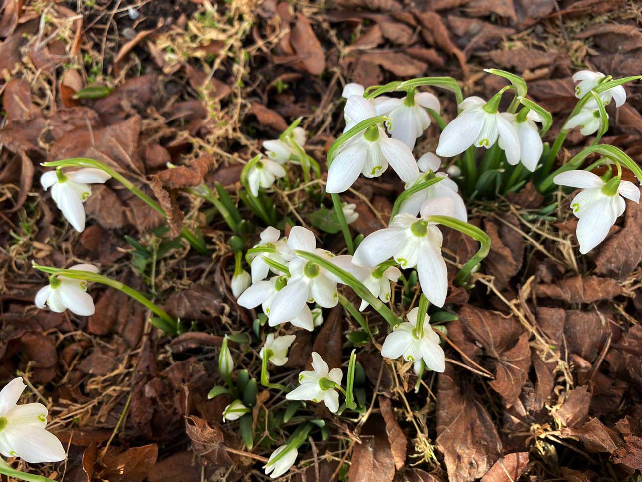 Fruehling in der Buckligen Welt | Landgasthof zum Fally | cFally