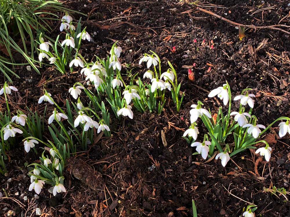 Fruehling in der Buckligen Welt | Landgasthof zum Fally | cFally