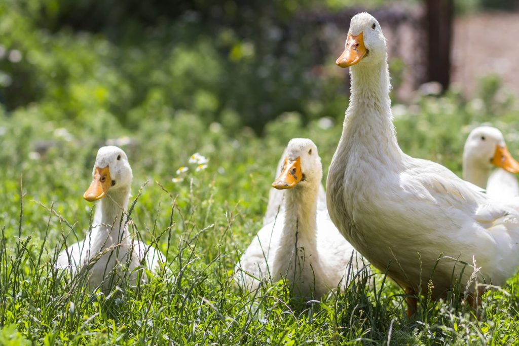Ganslzeit in der Buicklligen Welt | Landgasthof zum Fally | c AdobeStock