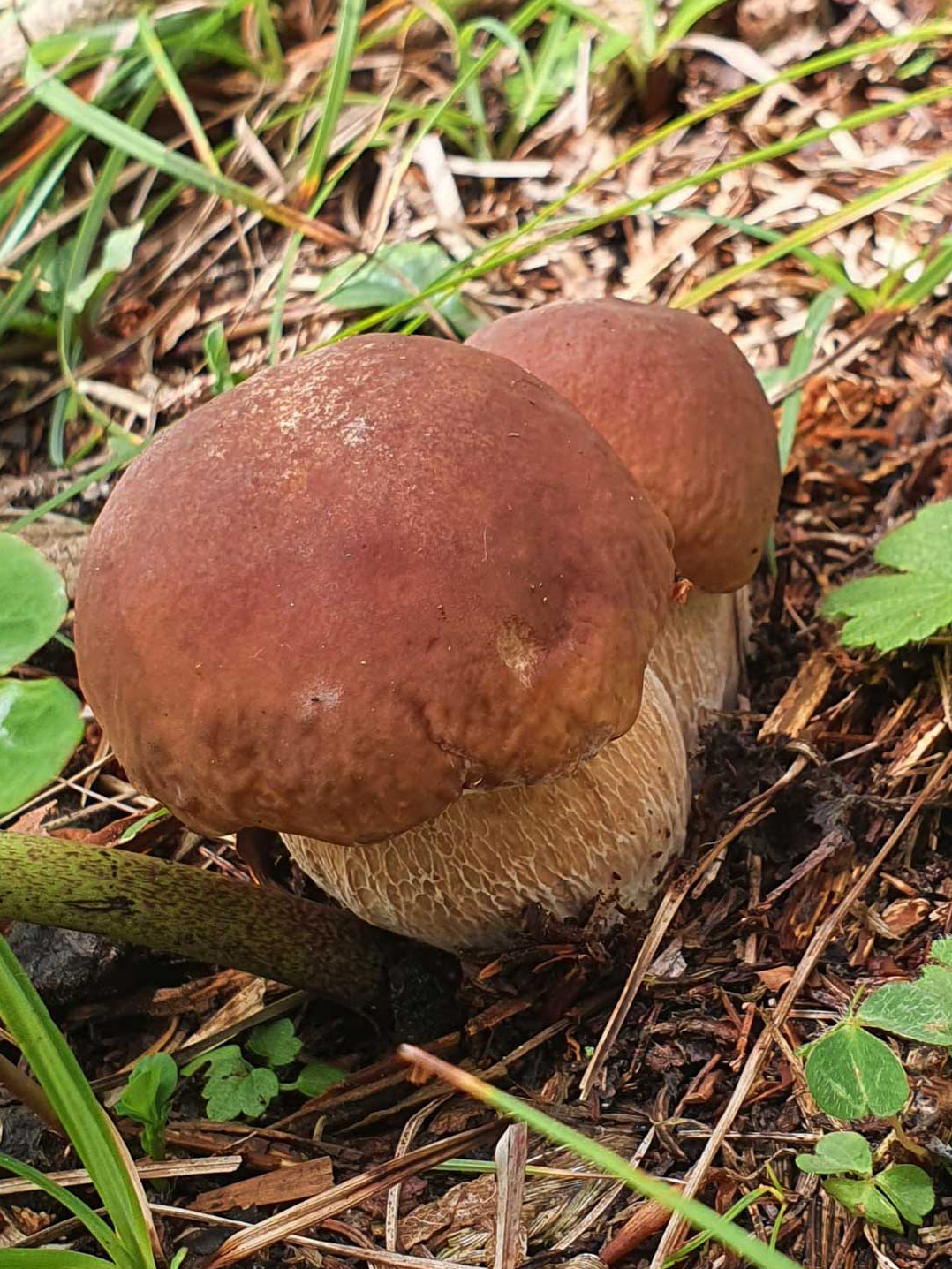 Herrenpilz_22_hoch