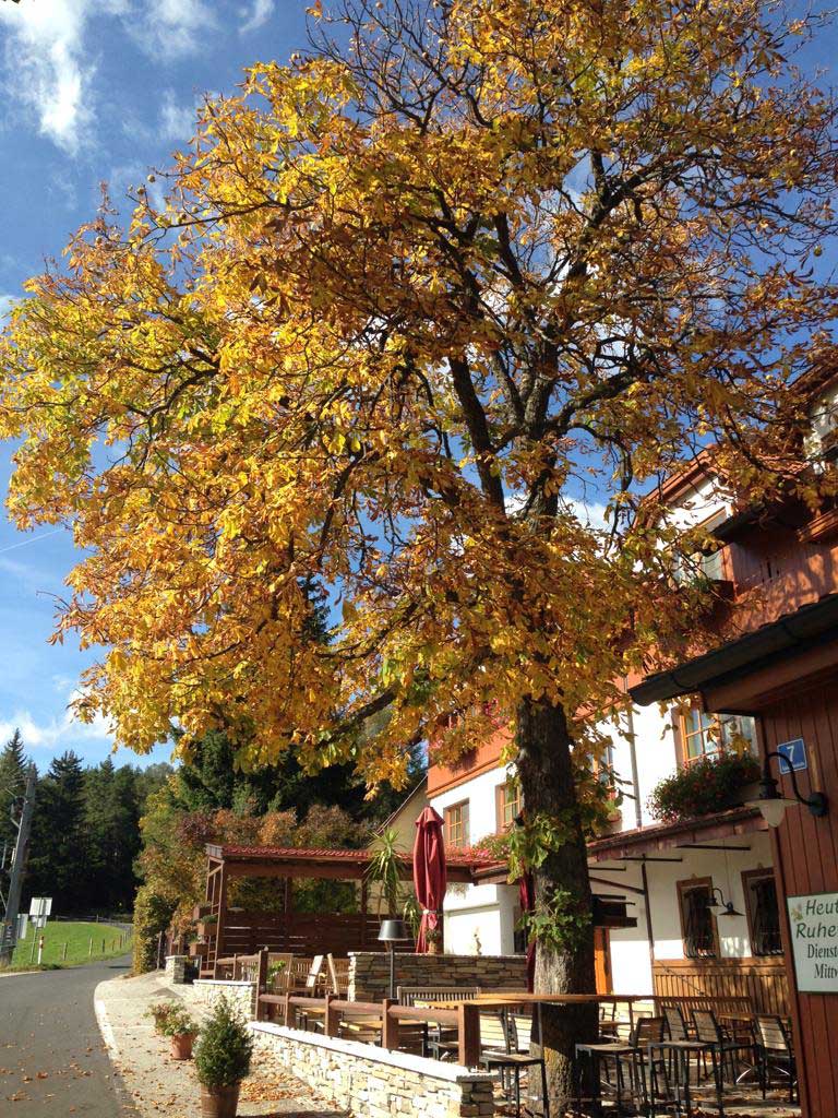 Kastanie_Garten_Herbst22_hoch